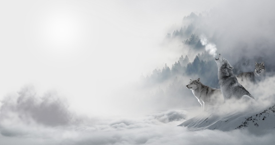 Les loups